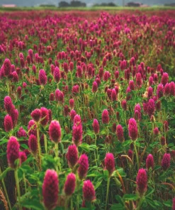 Crimson Clover Seeds - 1000 Seeds - Vibrant Red Blooms, Cover Crop, Pollinator Magnet, Soil Enricher - Outdoor - Image 3