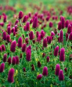 Crimson Clover Seeds - 1000 Seeds - Vibrant Red Blooms, Cover Crop, Pollinator Magnet, Soil Enricher - Outdoor - Image 4