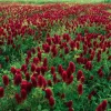 Crimson Clover Seeds - 1000 Seeds - Vibrant Red Blooms, Cover Crop, Pollinator Magnet, Soil Enricher - Outdoor - Image 1