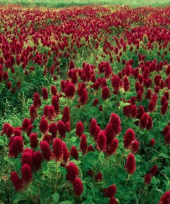 Crimson Clover Seeds - 1000 Seeds - Vibrant Red Blooms, Cover Crop, Pollinator Magnet, Soil Enricher - Outdoor - Image 1
