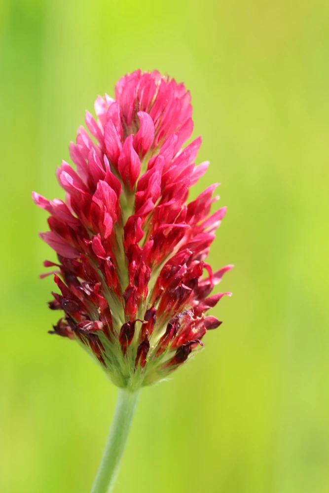 Crimson Clover Seeds - Trifolium Incarnatum - 3000 Flower Seeds - Image 10