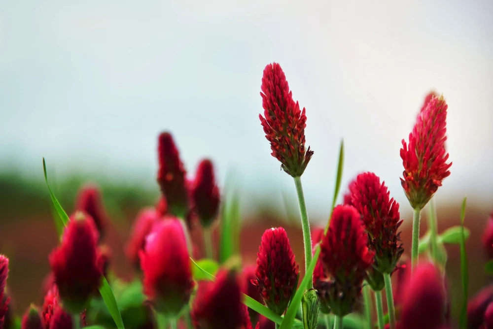 Crimson Clover Seeds - Trifolium Incarnatum - 3000 Flower Seeds - Image 2
