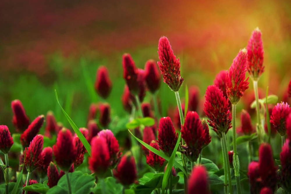 Crimson Clover Seeds - Trifolium Incarnatum - 3000 Flower Seeds - Image 3