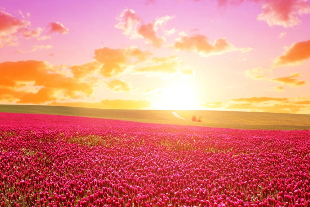 Crimson Clover Seeds - Trifolium Incarnatum - 3000 Flower Seeds - Image 4