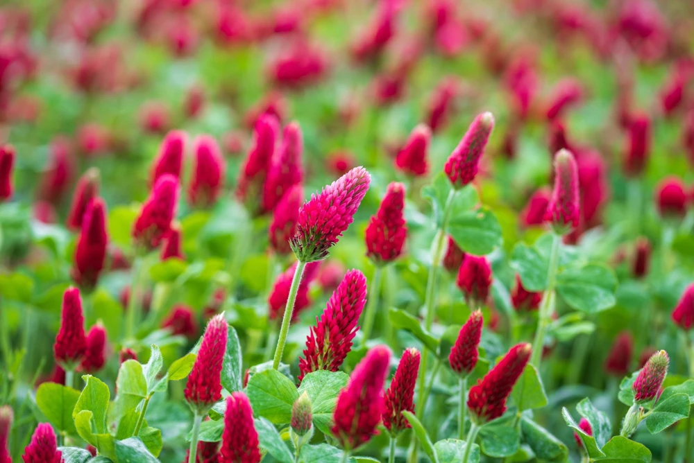Crimson Clover Seeds - Trifolium Incarnatum - 3000 Flower Seeds - Image 5