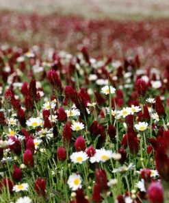 Crimson Clover Seeds - Trifolium Incarnatum - 3000 Flower Seeds - Image 6