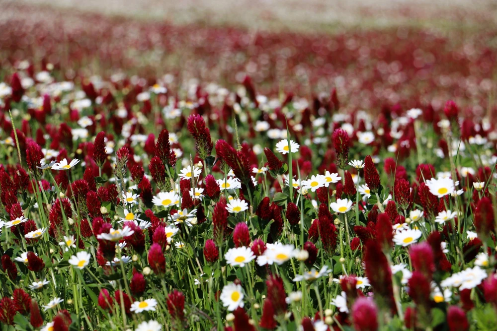 Crimson Clover Seeds - Trifolium Incarnatum - 3000 Flower Seeds - Image 6