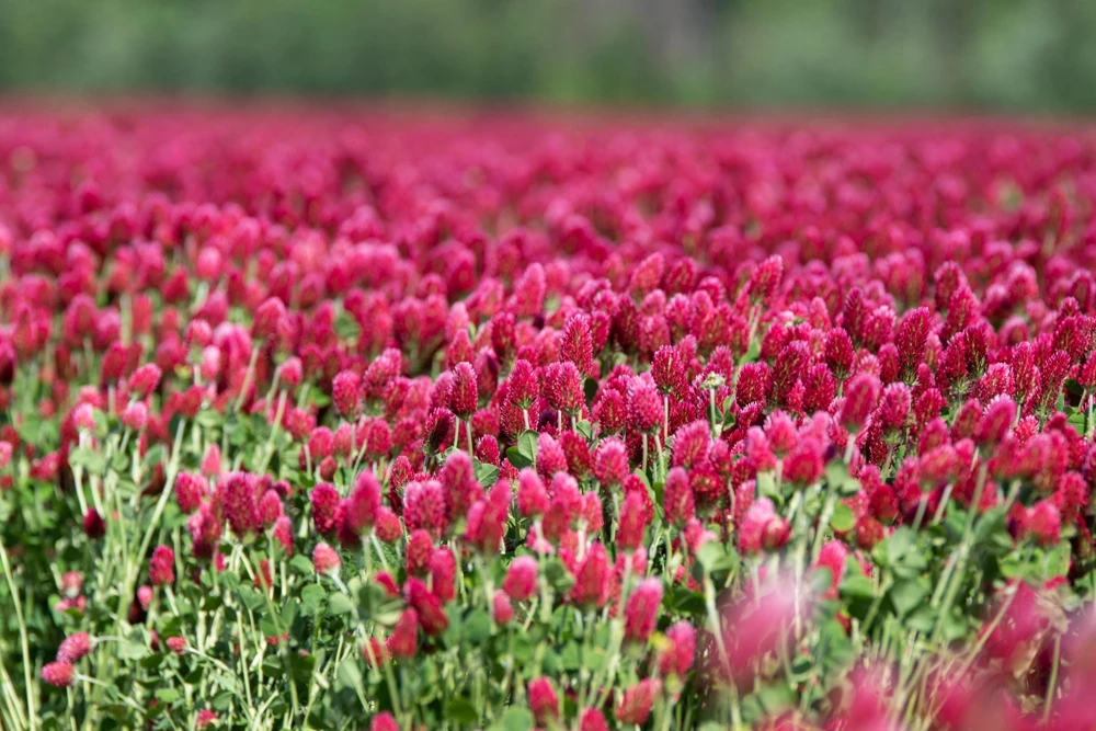 Crimson Clover Seeds - Trifolium Incarnatum - 3000 Flower Seeds - Image 7