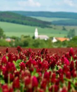 Crimson Clover Seeds - Trifolium Incarnatum - 3000 Flower Seeds - Image 8