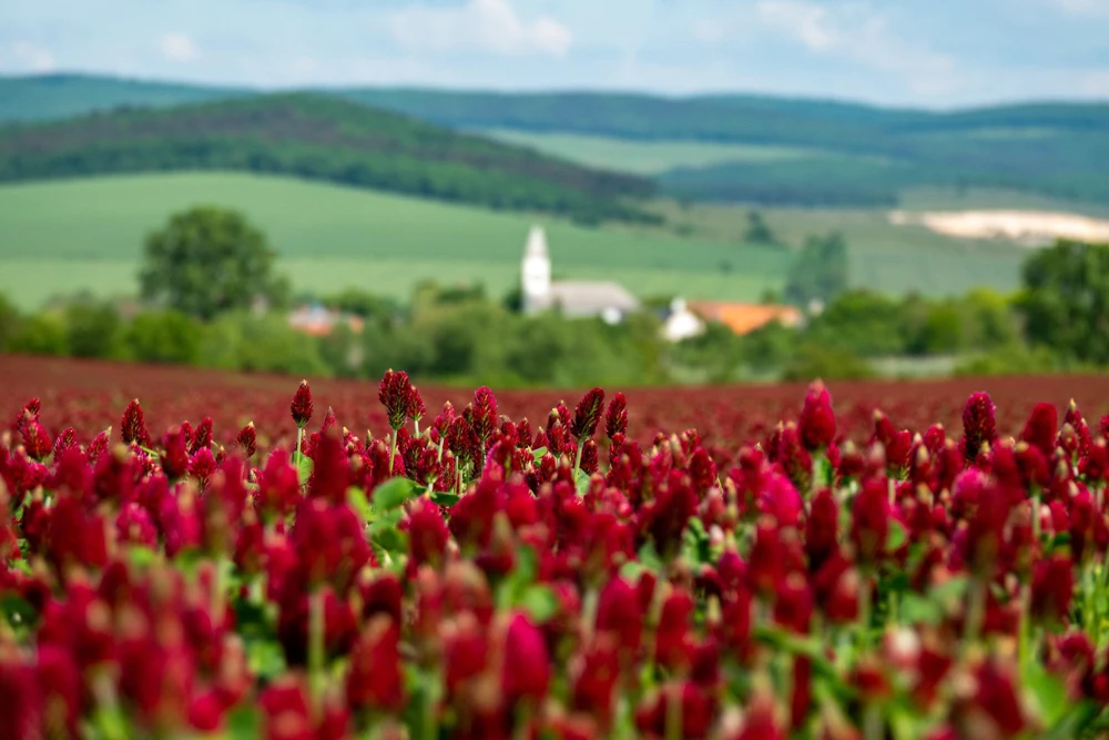 Crimson Clover Seeds - Trifolium Incarnatum - 3000 Flower Seeds - Image 8
