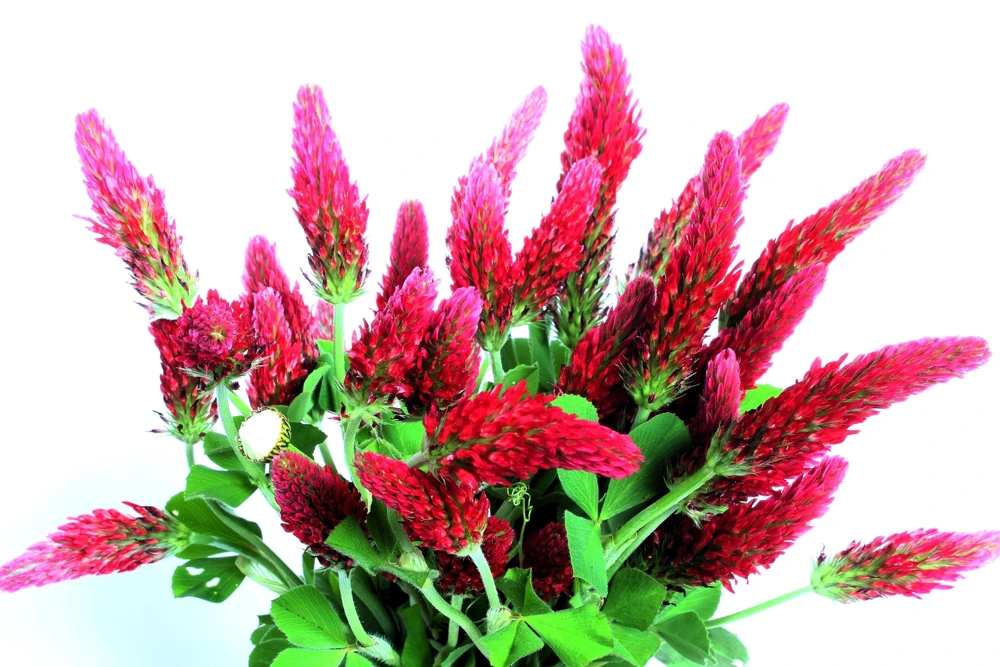 Crimson Clover Seeds - Trifolium Incarnatum - 3000 Flower Seeds - Image 9
