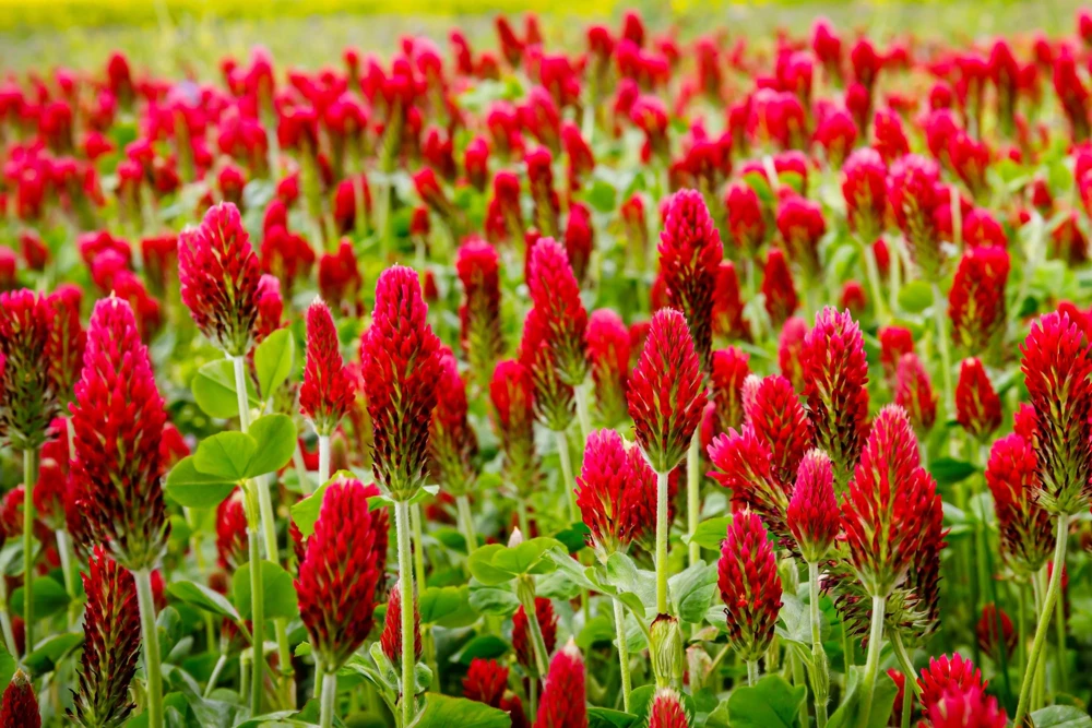 Crimson Clover Seeds - Trifolium Incarnatum - 3000 Flower Seeds - Image 1