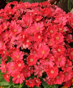 Crimson Fairy Primrose Seeds - Red Primula Malacoides, 100 Seeds, Shade Houseplant - Image 2
