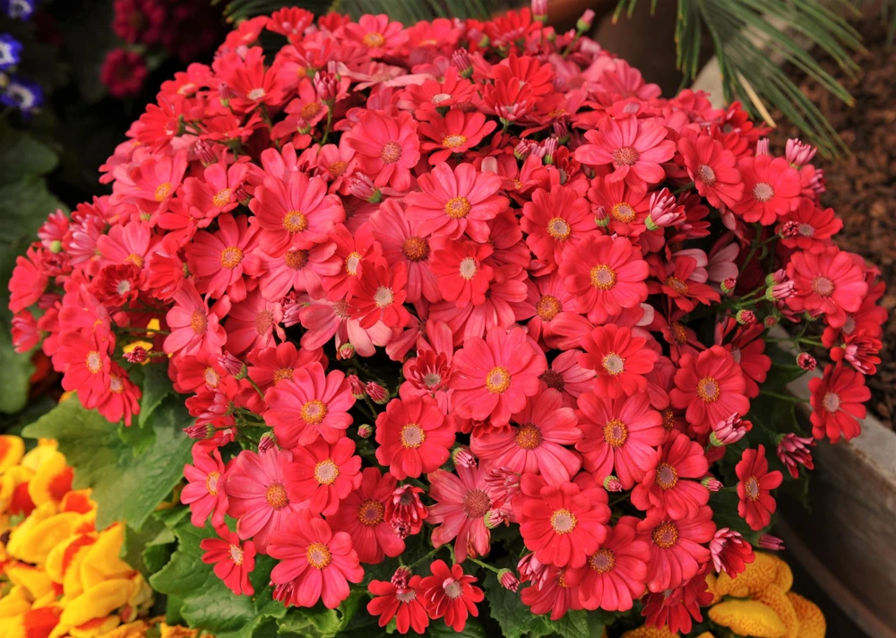 Crimson Fairy Primrose Seeds - Red Primula Malacoides, 100 Seeds, Shade Houseplant - Image 2
