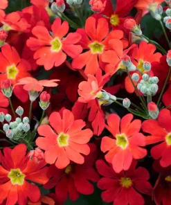 Crimson Fairy Primrose Seeds - Red Primula Malacoides, 100 Seeds, Shade Houseplant - Image 3