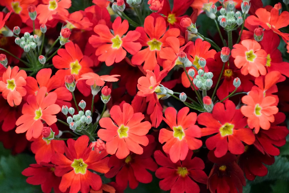Crimson Fairy Primrose Seeds - Red Primula Malacoides, 100 Seeds, Shade Houseplant - Image 3