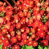 Crimson Fairy Primrose Seeds - Red Primula Malacoides, 100 Seeds, Shade Houseplant - Image 1