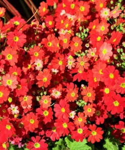 Crimson Fairy Primrose Seeds - Red Primula Malacoides, 100 Seeds, Shade Houseplant - Image 1