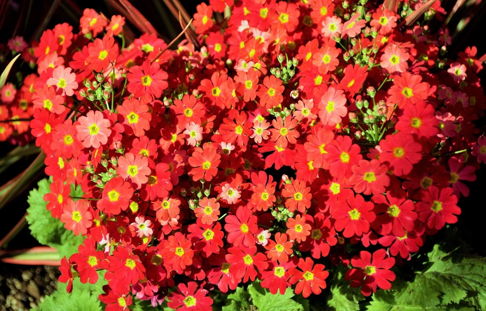 Crimson Fairy Primrose Seeds - Red Primula Malacoides, 100 Seeds, Shade Houseplant - Image 1