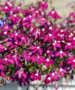 Crimson Fountain Lobelia Seeds - 200 Trailing Flower Seeds, Red, 4-6