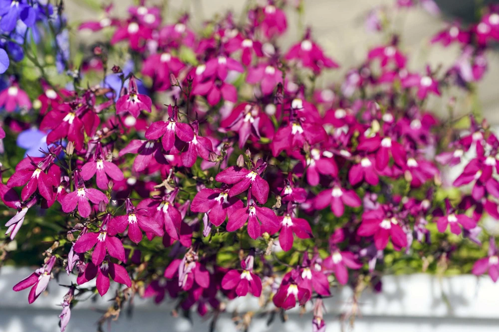 Crimson Fountain Lobelia Seeds - 200 Trailing Flower Seeds, Red, 4-6" Tall - Image 2