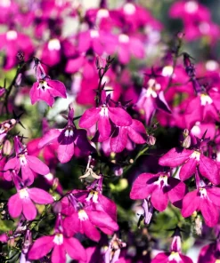 Crimson Fountain Lobelia Seeds - 200 Trailing Flower Seeds, Red, 4-6