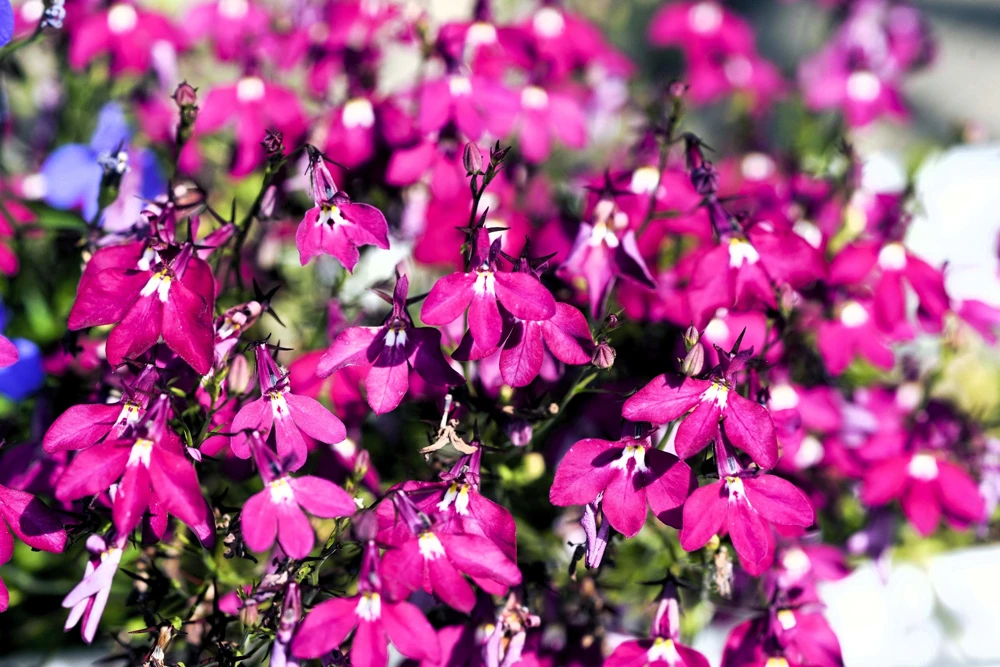 Crimson Fountain Lobelia Seeds - 200 Trailing Flower Seeds, Red, 4-6" Tall - Image 3