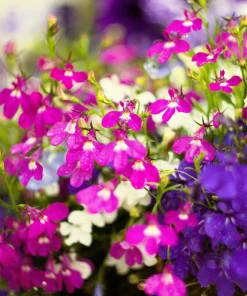Crimson Fountain Lobelia Seeds - 200 Trailing Flower Seeds, Red, 4-6