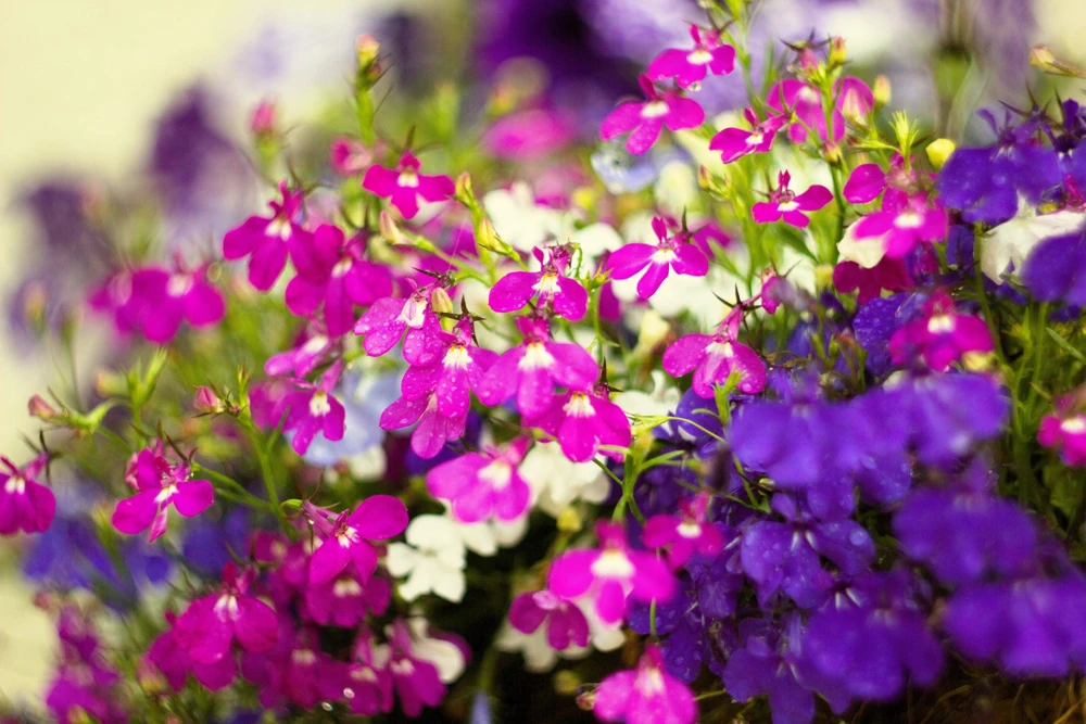 Crimson Fountain Lobelia Seeds - 200 Trailing Flower Seeds, Red, 4-6" Tall - Image 4