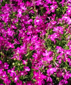 Crimson Fountain Lobelia Seeds - 200 Trailing Flower Seeds, Red, 4-6
