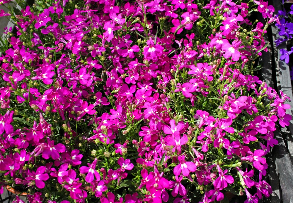 Crimson Fountain Lobelia Seeds - 200 Trailing Flower Seeds, Red, 4-6" Tall - Image 5