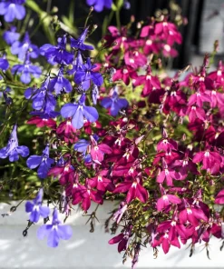 Crimson Fountain Lobelia Seeds - 200 Trailing Flower Seeds, Red, 4-6
