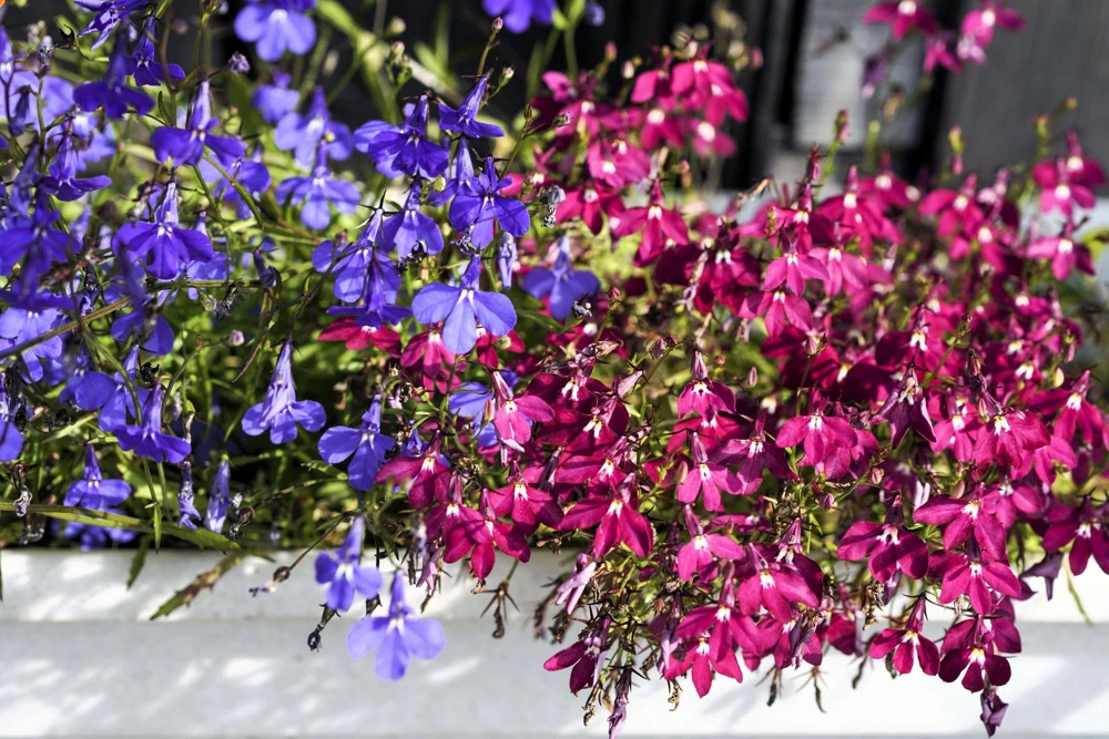 Crimson Fountain Lobelia Seeds - 200 Trailing Flower Seeds, Red, 4-6" Tall - Image 6