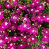 Crimson Fountain Lobelia Seeds - 200 Trailing Flower Seeds, Red, 4-6" Tall - Image 1