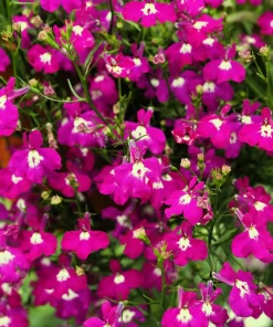 Crimson Fountain Lobelia Seeds - 200 Trailing Flower Seeds, Red, 4-6