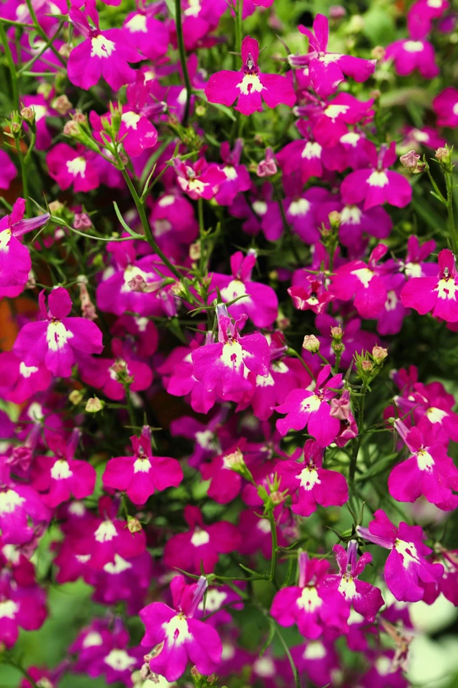Crimson Fountain Lobelia Seeds - 200 Trailing Flower Seeds, Red, 4-6" Tall - Image 1