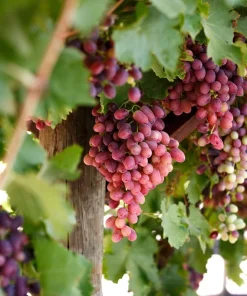 Crimson Seedless Grape Vine Plant - 1-2 Year Old Live Plant - Outdoor Red Fruit - Image 2