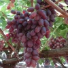 Crimson Seedless Grape Vine Plant - 1-2 Year Old Live Plant - Outdoor Red Fruit - Image 1
