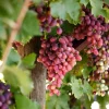 Crimson Seedless Grape Vine Plants - 2 Live Plants, 1-2 Year Old, Outdoor - Image 1