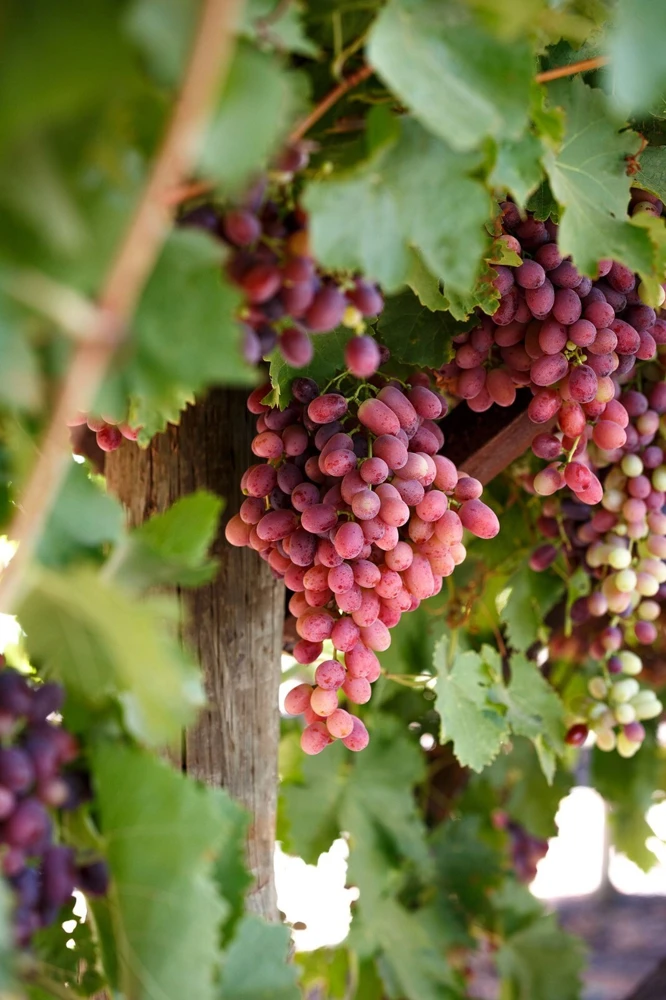 Crimson Seedless Grape Vine Plants - 2 Live Plants, 1-2 Year Old, Outdoor - Image 1