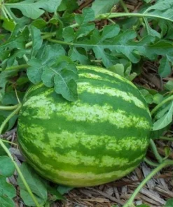 Crimson Sweet Watermelon Live Plants - 2 Pack, 3-5 Inch Tall in 4 Inch Pots - Image 4