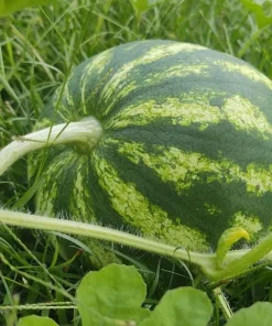 Crimson Sweet Watermelon Live Plants - 2 Pack, 3-5 Inch Tall in 4 Inch Pots - Image 6