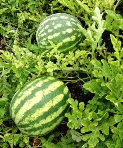 Crimson Sweet Watermelon Live Plants - 2 Pack, 3-5 Inch Tall in 4 Inch Pots - Image 7