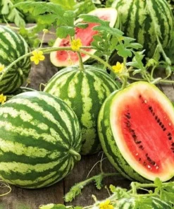 Crimson Sweet Watermelon Live Plants - 2 Pack, 3-5 Inch Tall in 4 Inch Pots - Image 8