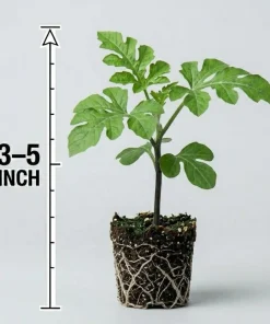 Crimson Sweet Watermelon Live Plants - 2 Pack, 3-5 Inch Tall in 4 Inch Pots - Image 9