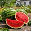 Crimson Sweet Watermelon Live Plants - 2 Pack, 3-5 Inch Tall in 4 Inch Pots - Image 1