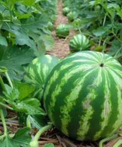 Crimson Sweet Watermelon Seeds – 15 Count – Heirloom Variety – Full Sun - Image 3