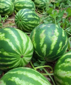 Crimson Sweet Watermelon Seeds – 15 Count – Heirloom Variety – Full Sun - Image 5