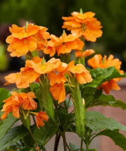 Crossandra Mona Wallhead Live Plants - Firecracker Flower - Pack of 2, 5-9" Tall, Salmon-Orange Blooms - Image 2