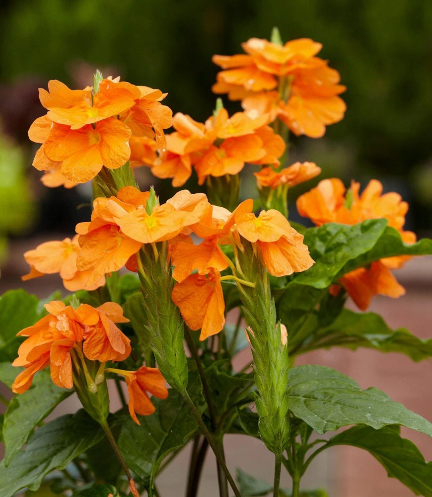 Crossandra Mona Wallhead Live Plants - Firecracker Flower - Pack of 2, 5-9" Tall, Salmon-Orange Blooms - Image 2